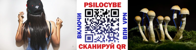 закладка  Елабуга  Псилоцибиновые грибы Psilocybine cubensis 